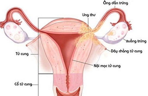 cấu tạo của âm đạo nữ giới